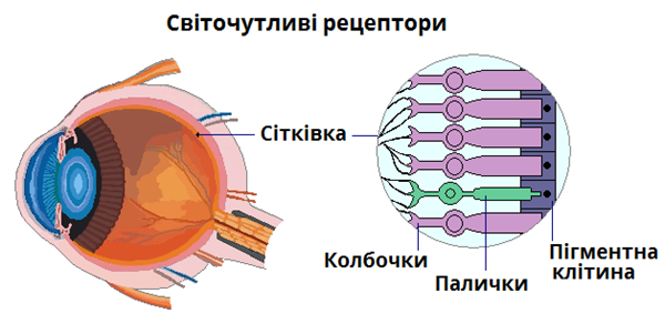 Які колбочки в очах?