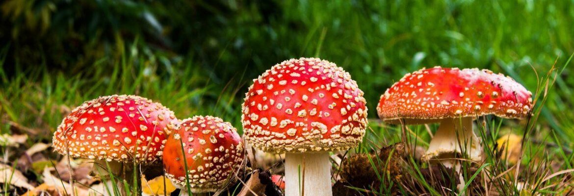Мікродозування червоного мухомора – природна підтримка сну, заряд енергії та відновлення м’язів