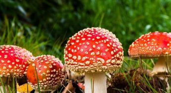 Мікродозування червоного мухомора – природна підтримка сну, заряд енергії та відновлення м’язів