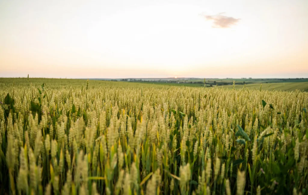 Применение железного купороса в сельском хозяйстве
